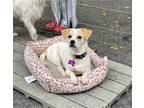 Adopt Snoopy a White - with Tan, Yellow or Fawn Beagle / Mixed dog in Tustin