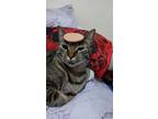 Adopt Leo a Tiger Striped Maine Coon / Mixed (short coat) cat in Conesus