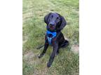 Adopt Spade - The Card Kids a Labrador Retriever / Mixed Breed (Large) / Mixed