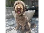 Adopt Tempe a Brown/Chocolate Labradoodle / Mixed dog in Mead, CO (41498604)