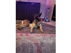Adopt Madden a Brown/Chocolate - with Black German Shepherd Dog / Mixed dog in