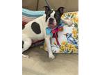 Adopt charleigh a White - with Gray or Silver Boston Terrier / Mixed dog in