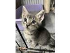 Adopt Petunia a Gray, Blue or Silver Tabby Domestic Shorthair (short coat) cat