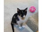 Adopt Pepper a Black & White or Tuxedo American Shorthair (short coat) cat in