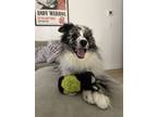 Adopt Jackson a Merle Australian Shepherd / Mixed dog in Nyc, NY (41487052)