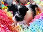 Adopt Heathcliff a White - with Black Poodle (Miniature) / Mixed dog in Salt