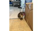 Adopt Lily a Gray, Blue or Silver Tabby American Shorthair / Mixed (short coat)