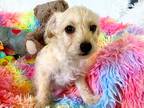 Adopt Edgar a White Poodle (Miniature) / Mixed dog in Salt Lake City