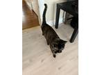 Adopt Ebby a Brown or Chocolate American Shorthair / Mixed (short coat) cat in