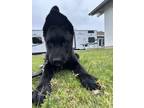Adopt Rocky a Black Belgian Malinois / German Shepherd Dog / Mixed dog in