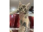 Adopt Finn a Gray, Blue or Silver Tabby Domestic Mediumhair / Mixed (medium
