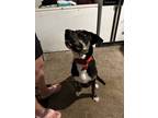 Adopt Spock a Black - with White Mutt / Mixed dog in Odessa, MO (41498389)