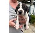 Adopt Clark a White - with Black Terrier (Unknown Type, Medium) / Dachshund /