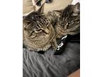 Adopt JJ & Penelope a Tan or Fawn Tabby Tabby / Mixed (short coat) cat in