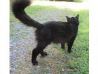 Adopt Black Beauty a All Black Domestic Longhair (long coat) cat in Troutman