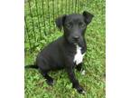 Adopt Endora a Black - with White Jack Russell Terrier / Rat Terrier / Mixed dog