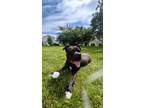 Adopt Angel a Brown/Chocolate - with White Cane Corso / American Pit Bull
