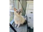 Adopt Ariadne a White (Mostly) Siamese cat in Wake Forest, NC (41498374)
