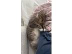 Adopt Mar a Gray, Blue or Silver Tabby Domestic Shorthair / Mixed (short coat)
