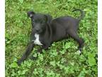 Adopt Darrin a Black - with White Jack Russell Terrier / Rat Terrier / Mixed dog