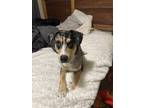 Adopt Sokka a Tricolor (Tan/Brown & Black & White) Catahoula Leopard Dog / Husky