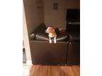 Adopt Mandy a Red/Golden/Orange/Chestnut - with White Labrador Retriever /
