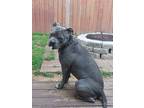 Adopt Apollo a Gray/Silver/Salt & Pepper - with White Bull Terrier /