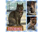 Adopt Stormy a Gray, Blue or Silver Tabby Domestic Shorthair (short coat) cat in