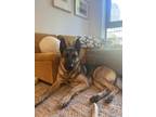 Adopt Lou a Black - with Tan, Yellow or Fawn German Shepherd Dog / Belgian