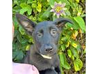 Adopt Sod Poodle a German Shepherd Dog / Mixed dog in Walnut Creek