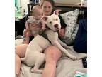 Adopt Blue a White American Pit Bull Terrier / Boxer / Mixed dog in San Antonio