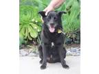 Adopt BO a Black American Eskimo Dog / Shiba Inu / Mixed dog in Ventura