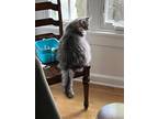 Adopt Beau a Gray, Blue or Silver Tabby Domestic Longhair / Mixed (long coat)