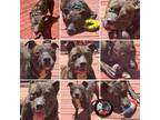 Adopt Spur a Brindle Mountain Cur / Mixed dog in New York, NY (41498300)