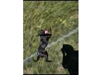 Adopt Luna a Black - with White Labrador Retriever / American Pit Bull Terrier /