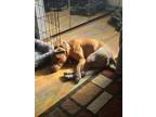 Adopt Peach a Tan/Yellow/Fawn - with White American Pit Bull Terrier / Mixed dog