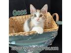 Adopt Ocee a Gray, Blue or Silver Tabby American Shorthair (short coat) cat in