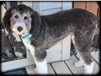 Adopt Maggie Mae a Black - with White Poodle (Standard) / Sheepadoodle / Mixed