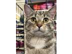 Adopt Dee Dee a Gray, Blue or Silver Tabby Domestic Shorthair / Mixed (short