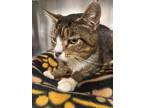 Adopt Buddy a Brown Tabby Domestic Shorthair / Mixed (short coat) cat in