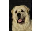 Adopt Courtesy Post - Zeus a White Great Pyrenees / Mixed dog in Lee