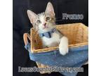 Adopt Franco a Gray, Blue or Silver Tabby Domestic Shorthair (short coat) cat in