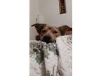 Adopt Terri a Brown/Chocolate - with White Australian Cattle Dog / Mixed dog in