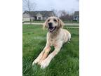 Adopt Remi a Tan/Yellow/Fawn Goldendoodle / Labrador Retriever / Mixed dog in