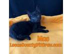 Adopt Mac a All Black American Shorthair (short coat) cat in Toledo