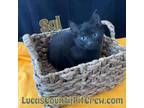 Adopt Sal a All Black American Shorthair (short coat) cat in Toledo
