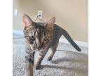 Adopt Crumb a Gray, Blue or Silver Tabby American Shorthair / Mixed (short coat)