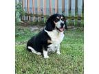 Adopt Winnie a Tricolor (Tan/Brown & Black & White) Beagle / Basset Hound /