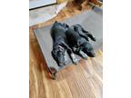 Adopt Litter a Black - with White Weimaraner / Mixed dog in Blanco