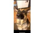Adopt Hades a Black - with Tan, Yellow or Fawn German Shepherd Dog / Mixed dog